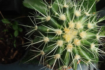 cactus, plant, nature, green, desert, macro, thorn, botany, sharp, flower, closeup, close-up, succulent, prickly, cacti, dry, spike, spikes, garden, white, detail, spine, flora, arizona, isolated