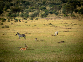 Masai Mara