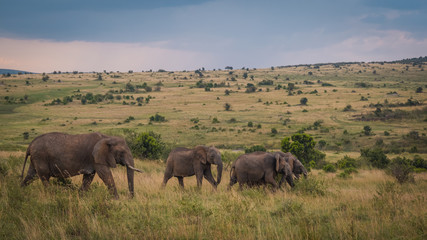 Obraz premium Masai Mara