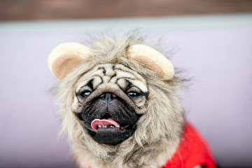 Cute dog pug wearing lion costume and lying smile with happiness and relax feeling,Funny Purebred dog