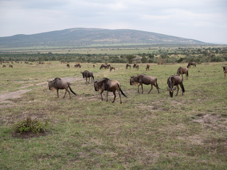 Masai Mara