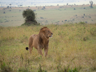 Masai Mara