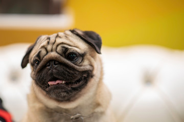 pug smile on sofa with happiness feeling