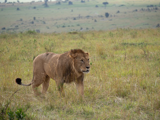 Masai Mara