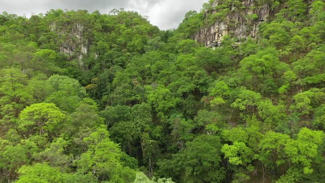 lush forest in brazils national park