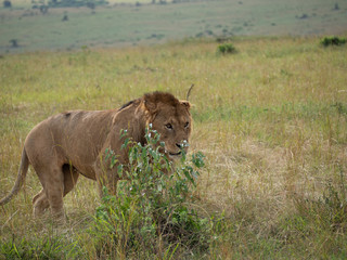 Masai Mara