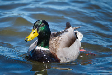 2020-04-16 CLOSE UP OF A MALLARD DUCK ON LAKE WASHINGTON OFF OF MERCER ISLAND