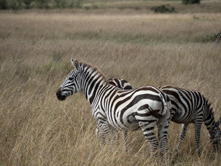 Fototapeta na wymiar Masai Mara