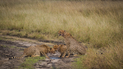 Masai Mara
