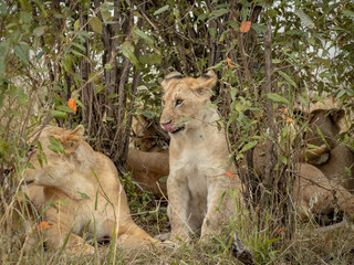 Masai Mara