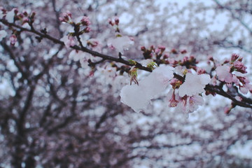 雪と桜