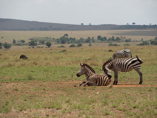 Fototapeta na wymiar Masai Mara