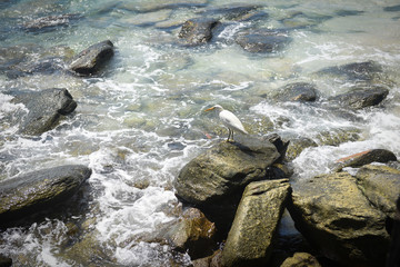 White bird on rocky coast landscape tropical island with ocean and view of sea waves -