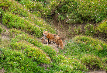 Fox with young baby foxes in the wild