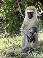 Obraz premium Masai Mara