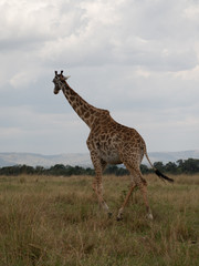 Masai Mara