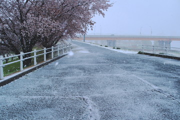 雪と桜