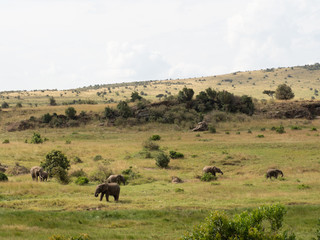 Naklejka na ściany i meble Masai Mara