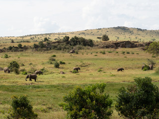 Masai Mara