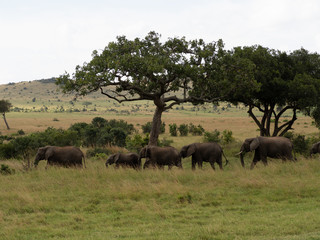 Fototapeta premium Masai Mara