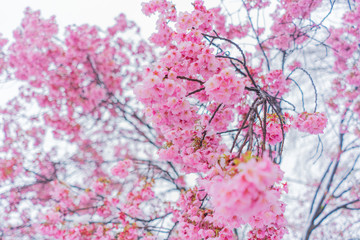 雪桜 snow sakura