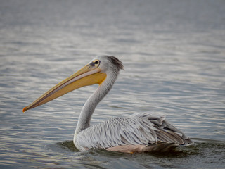 Lake Naivasha17
