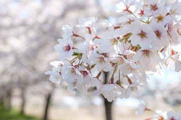 満開の桜