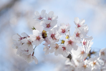 満開の桜