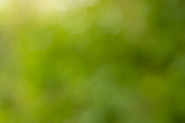 Obraz premium Blurred trees of nature park background and summer season.Natural blurred background, Green light bokeh.