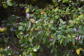 Michelia figo (Banana bush) flowers / Magnoliaceae evergreen shrub.