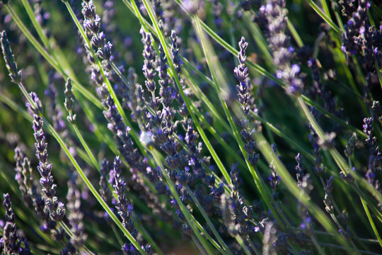 lavender plants