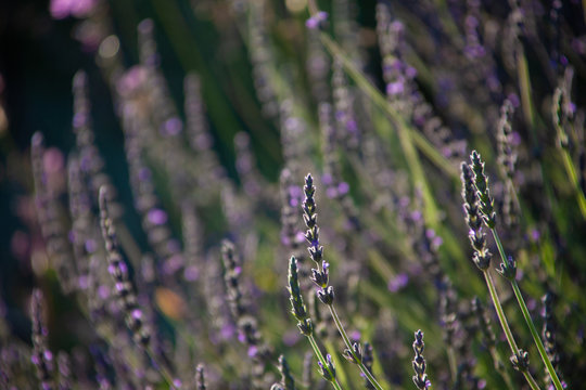 lavender plants