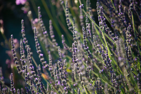 lavender in the field