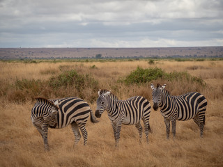 Fototapeta na wymiar Amboseli41