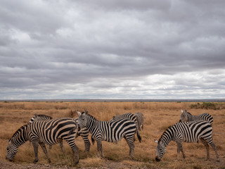 Amboseli37