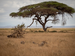 Obraz premium Amboseli36