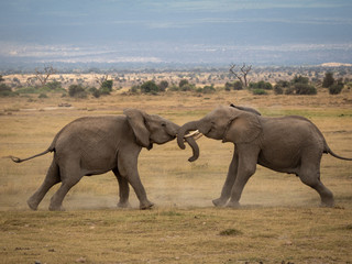 Fototapeta premium Amboseli30