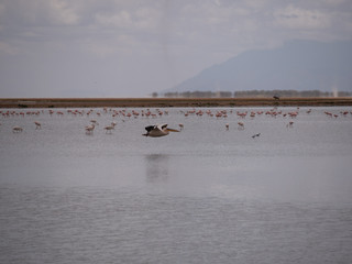 Amboseli27