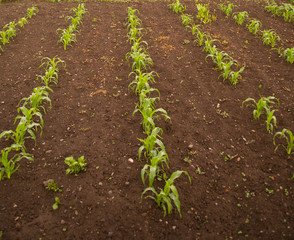 Vegetable Garden with Corn Stalks Sprouting in Home Backyard  garden with good brown organic soil sustainable gardening home food growth 