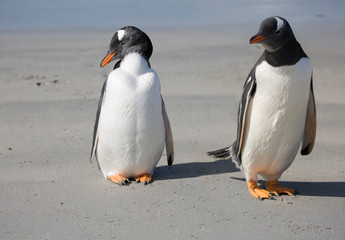 Port Stanley. Falkland islands. United Kingdom. gentoo penguin.
 These birds are easily recognized by a broad white stripe running through the top of the black head and by a bright orange-red bill wit