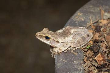 Image of Common tree frog, four-lined tree frog, golden tree frog, (Polypedates leucomystax) on the natural background. Animal. Amphibians.