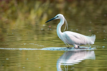 Image of little egret (Egretta garzetta) looking for food in the swamp on nature background. Bird. Animals.