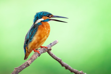 Image of common kingfisher (Alcedo atthis) perched on a branch on nature background. Bird. Animals.