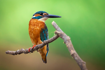 Image of common kingfisher (Alcedo atthis) perched on a branch on nature background. Bird. Animals.