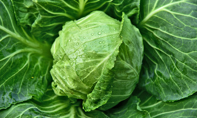 Fototapeta na wymiar Colorful of Fresh Green cabbage with water drop with full frame.