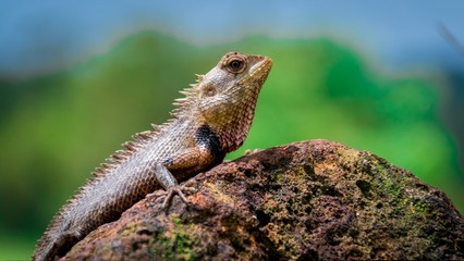 A monster lizard on a rock in the sunny day portrait.Very sharp skin and scary eye
