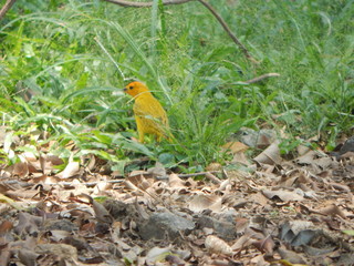 Canario de espalda