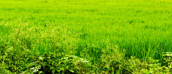 Obraz premium green field of paddy landscape
