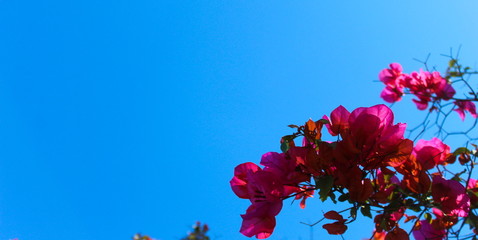 Beautiful flower of Bougainvillea with a sky background.