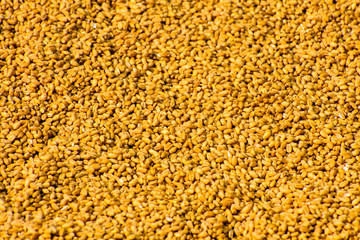 texture of ripe wheat grain